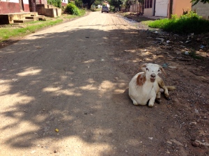 Forcably chilling in the shade, in the road.